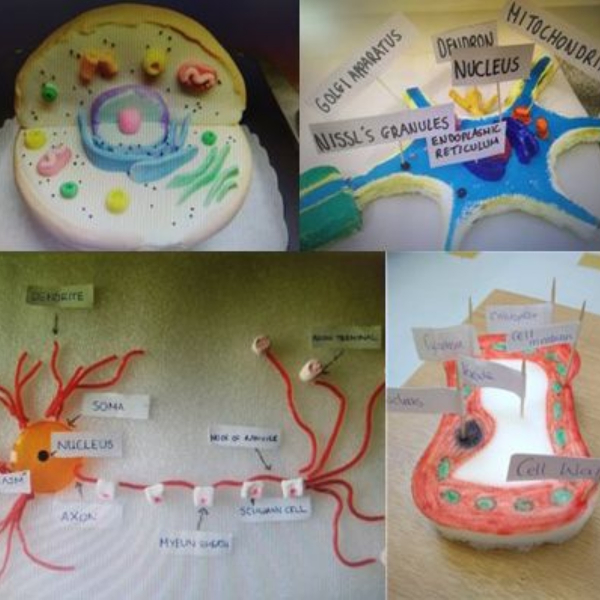 Manor High School - Year 7 create specialised cell models